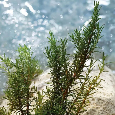 V4HCA6B108FC5C26350C3CE871E3097B079R7528045P10